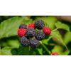Саженец малины Кумберленд (Kumberlend) (Черная) : фото и описание
