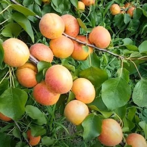 Абрикос Эсделик