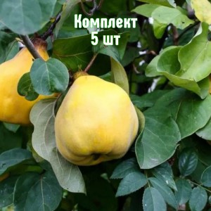 Комплект 5шт / Айва грушевидная Буйнакская крупноплодная
