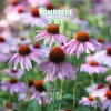 Саженцы Эхинацеи узколистной - 5 шт.: фото и описание