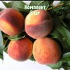 Саженцы Персика Крымский фейерверк - 5 шт.: фото и описание