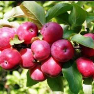 Яблоня Смугляночка